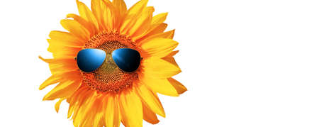 Isolated sunflower with sunglasses and happy faceの写真素材
