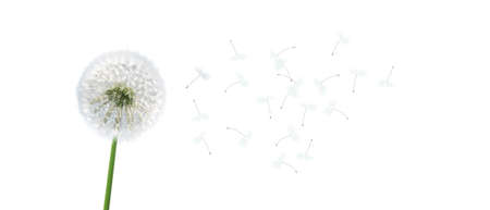 Beautiful summer flowers in the windの写真素材