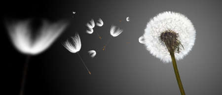 Beautiful dreamy spring with black backgroundの写真素材