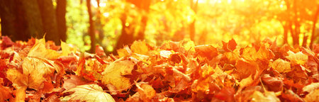 Beautiful autumn background with yellow and red leaves.