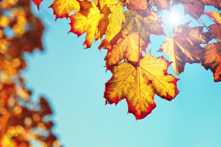 Beautiful autumn background with yellow and red leaves.の写真素材