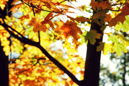 Beautiful autumn background with yellow and red leaves.