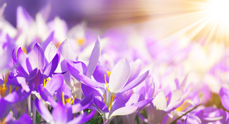 Beautiful crocuses growing through snow. First spring flowersの写真素材