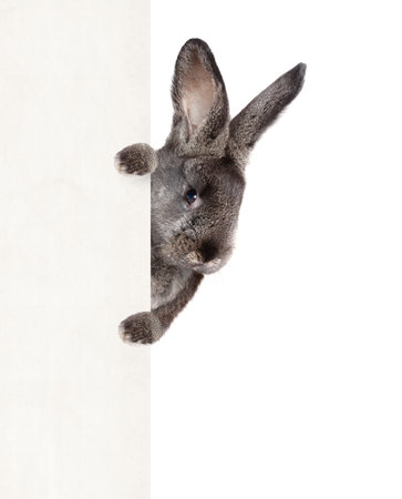 Easter composition with rabbit. Festive decoration. Happy Easter.の写真素材