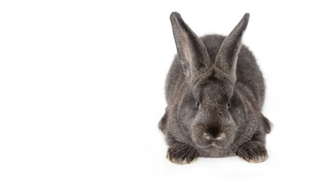 Easter composition with rabbit. Festive decoration. Happy Easter.の写真素材