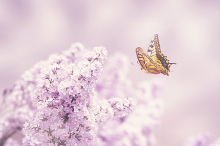 Spring banner background with butterfly and copy space.の写真素材
