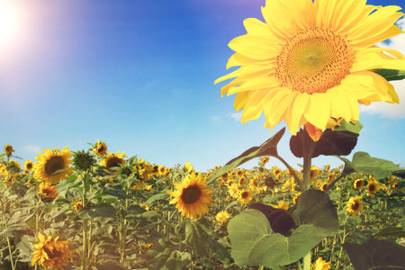 Close-up of fresh sunflower against clear blue skyの写真素材