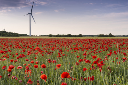 Poppy field in Lower Saxony, Germanyの写真素材