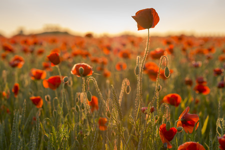 Poppy field in Lower Saxony, Germanyの写真素材