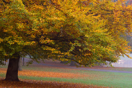 Beautiful autumn in Hannover Maschpark, Germany