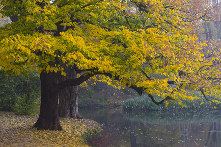 Beautiful autumn in Hannover Maschpark, Germanyの写真素材