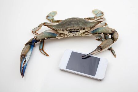 Blue crab holding a mobile phone isolated on white background under studio lightsの写真素材
