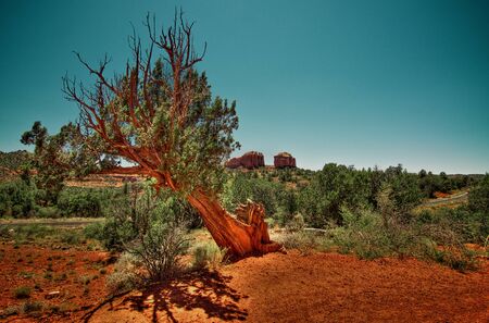 Lonely tree in the desertの写真素材