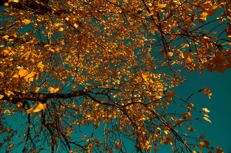 Colorful leafs and sky in autumn