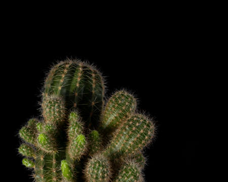 Green cactus close up. Black isolated background with cactus. Green cactus close-up on a bright colored background. A prickly cactus growing in a pot.の写真素材