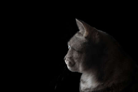 Green-eyed cat. Funny big gray striped cute cat with beautiful green eyes. Pets and lifestyle concept.の写真素材