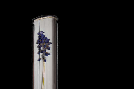 Blue dry flower on books. Book on a black background. Dried blue wildflower in a book.の写真素材