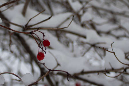 Snow on the branches of the Rowan tree. Snow-covered red berries. Beautiful winter landscape.の写真素材