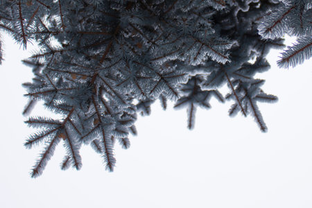 Christmas background with xmas tree on white creased background. Merry christmas greeting card,...