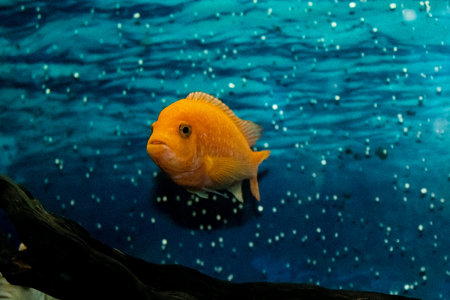 A Yellow Cichlid Fish With a Charming Face. Film Grain Effect. The Concept of Comfort at Home....
