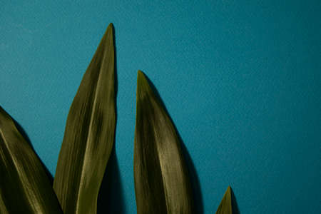 Abstract Leaf Texture, Tropical Leaf Foliage Nature Natural Background. Tropical Leaves Texture, Large Foliage Nature Dark Green Background.の写真素材