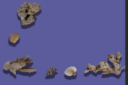 Corals on a purple background. summer concept.の写真素材