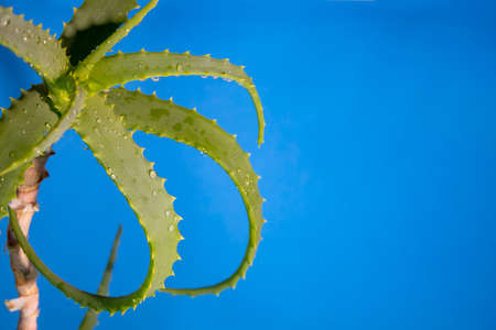 Aloe Vera Plant with Water Drops. Fresh Aloe Vera Leaves. Aloe Vera, Fresh Leaf in Farm Garden, Nature, Green Natural Leaf Background.の写真素材