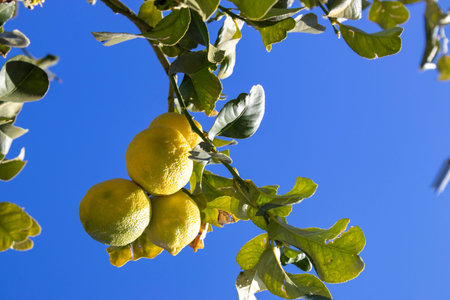 Close-up of a lemon on a tree in a garden, in a citrus grove against a blue sky. traditional...