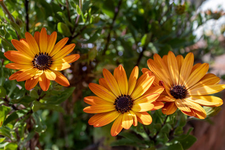 Close up Floral Background With Beautiful Marigold Flowers. Calendula in the Rays of the Morning...