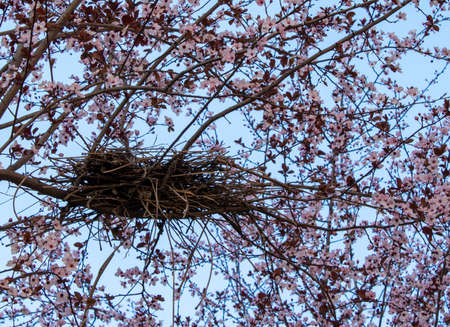 Bird's Nest Among Spring Flowers. Bird's Nest on the Tree. Blooming Tree in Spring with Nest for Chicks. The concept of Spring, Hope and New Life.の写真素材