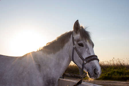 Close-up of a horse against the backdrop of nature outside the city in Italy. Thoroughbred stallion in Knyushna on a ranch. Animal husbandry and breeding of thoroughbred horses.の写真素材