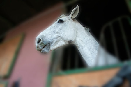 Closeup Artistic Portrait of a White Horse. Cheerful Horse Poses In Front Of The Camera. Gorgeous...