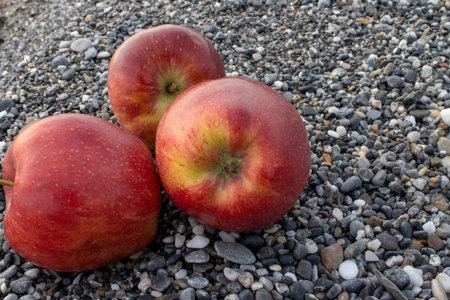 Apples on the Beach. A Pair of Red Juicy Apples on a Pebble Beach with a Sea in the Background. The...