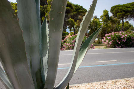 Large leaves of Aloe cactus in front of a road with flowers. Fashionable plants in natural design. Nature of Calabria, Italy. Succulents, blooming cactus, strelitzia, tropical palm leaves, monstera, jungle leaves.の写真素材