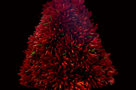 Red Hot Chili Peppers. Red Peppers in the Form of a Christmas Tree on a Black Background.の写真素材
