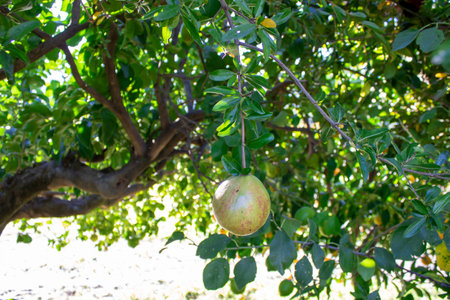 Italy, Calabria, Collection of Pomegranates. Pomegranate, a Source of Vitamins in the Garden.の写真素材