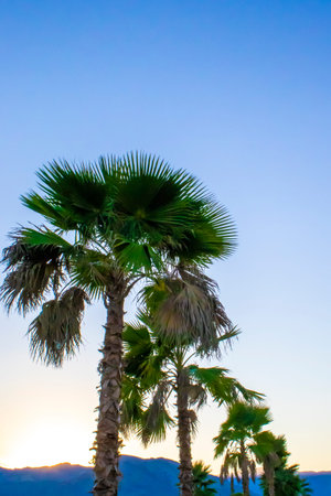 Panoramic View of the Colorful Sunrise in the Mountains. Palm Trees Against the Backdrop of the First Rays of the Sun Behind the Mountains. Morning Sunrise. Nature of Calabria, Italy.