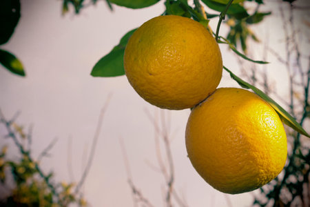 Oranges and Lemons on Tree. Vitamins in a Garden in Calabria, Southern Italy.の写真素材