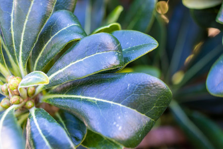 Full Frame Shot Of Plant Leaves. Creative Layout Made of Green Leaves. nature concept.の写真素材
