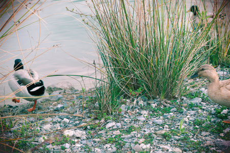 Male and female mallard duck on a pond with green water while looking for food.の写真素材