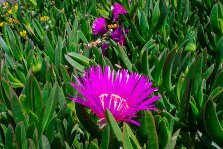 Carpobrotus Acinaciformis (commonly Known as Elands Sourfig, Elandssuurvy or Sally-my-handsome) is a Succulent Perennial of the Family Aizoaceae.の写真素材