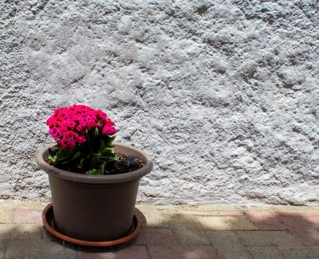Italy, Calabria. Vases on the Street. Flowerpot Near the Wall of the House.の写真素材
