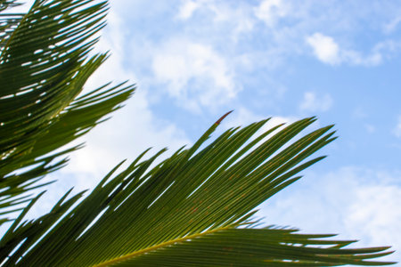 Coconut Palm Leaves Against the Blue Sky in the Early Morning. tropical background. Vacation in the Tropics.の写真素材
