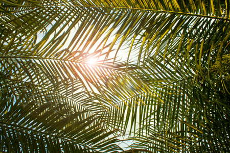 Abstract Background of a Tropical Palm Tree with Sunlight in the Summer on Vacation. Summer Holidays and Outdoor Adventures. A Color Style with a Vintage Tone Filter Effect.の写真素材