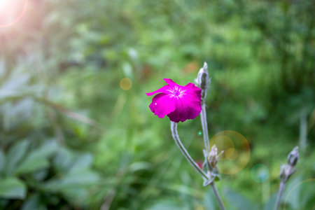 Beautiful Flower in the Garden. Nice Flower Outdoor Shot Image.の写真素材