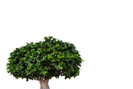 Tree on Transparent Background, Real Tree, Green Leaf, Isolate die Cut.
