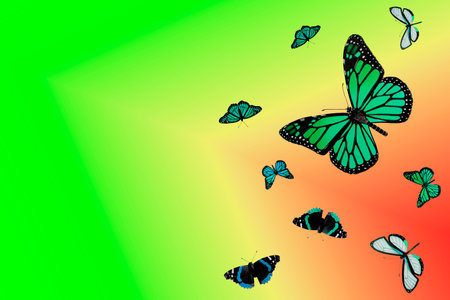 Butterflies on a Colored Background, Ready-made Banner for a Greeting Card. Copy Space for Text.の写真素材