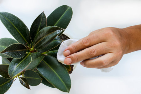 Close-up of Woman's Hands Taking Care of Indoor Plants and Wiping Ficus Leaves at Home.の写真素材