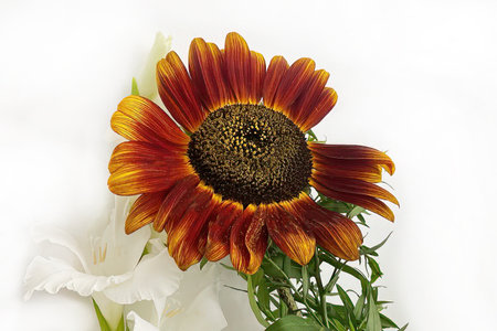 Beautiful Flower Bouquet. Close-up of a Summer Bouquet on a Light Background.の写真素材