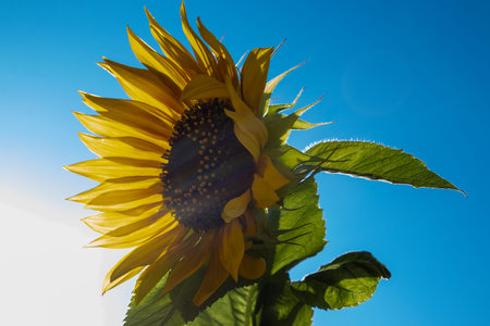 Sunflower Over Blue Sky. Summer Background, Sunlight.